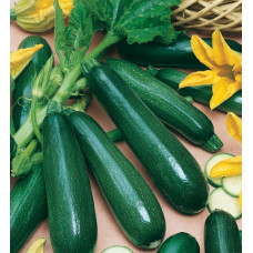 Courgettes vertes 