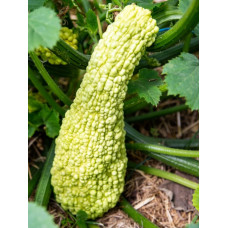 Courgette rugosa