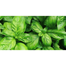 Basilic frais