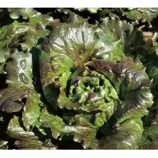 Salade carmen