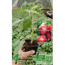 Plant de tomate Coeur de Boeuf