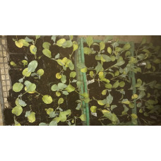 Plants de chou-fleur BIO
