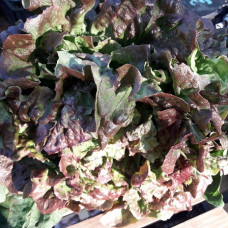 Salade batavia brune bio